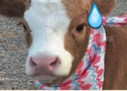 娱乐吃瓜酱狗窝